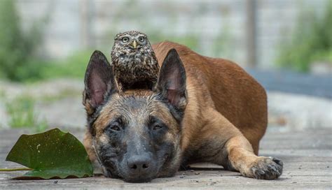 This Dog Loves Cuddling With Owls