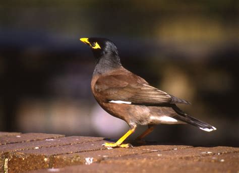 Common Myna The Australian Museum