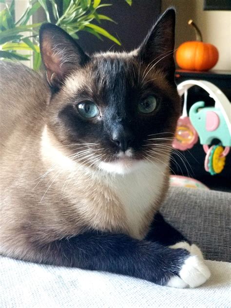 My Beautiful Snowshoe Siamese That I Rescued A Year Ago Happy Birthday