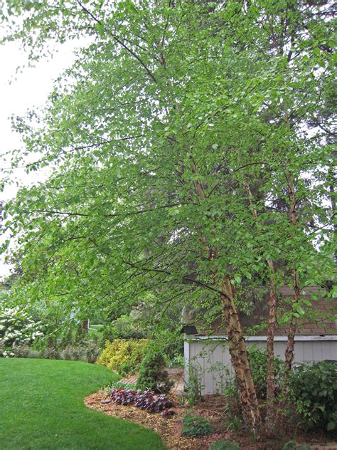 Love These River Birch Trees Poollandscaping Pinterest Trees