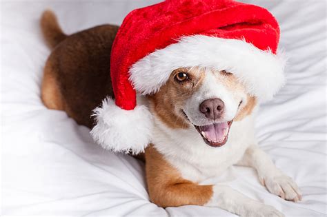 Pet Tips For A Happy Holiday Blue Cross Animal Hospital