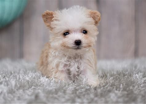 Maybe you would like to learn more about one of these? Maltipoo Puppies For Sale | Orange County, CA #292654