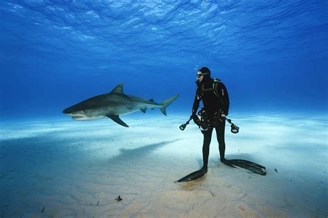 Nature Underwater Shark Animals Divers Sea Wallpapers Hd Desktop
