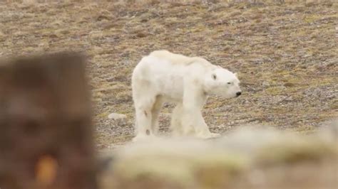This Starving Polar Bear Gives A Terrifying Glimpse Of What Climate