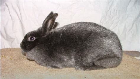 Mini Satin Rabbits Characteristics Facts Breeders Prices