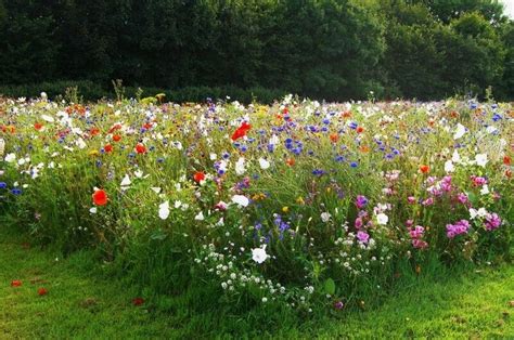 Wildflower Seeded Meadow Sowing And Maintenance Guide The Lawn Store