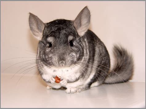 chinchilla animals interesting facts latest pictures  wildlife photographs