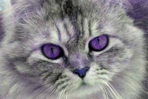 The eye of the cat is famous for its vertical pupil, unique to nearly all other creatures on this earth. Is the Fabulous Purple-Eyed Cat a Preposterous Myth ...