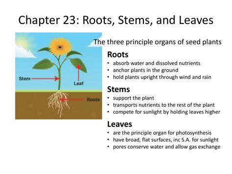 Chapter 23 Roots Stems And Leaves