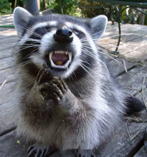 34 Pictures Of Totally Awkward Animals Will Make You Lol Raccoon