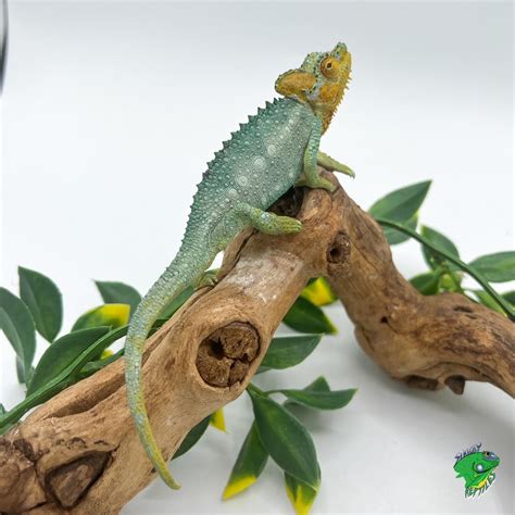 Helmeted Chameleon Juvenile To Adult Strictly Reptiles