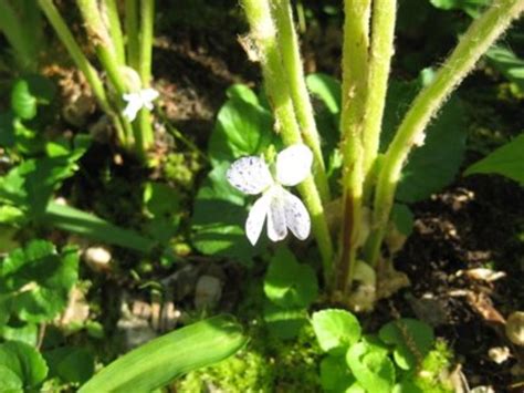 Are sweet pea blossoms or pods edible? Sweet Smelling Garden: 7 Kinds of Fragrant Flowers | Dengarden