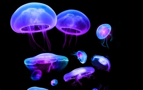 Glowing Jellyfish Wallpapers Wallpaper Cave