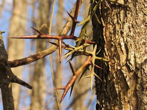 Thorns Of A Locust Tree Photograph By Mandy Byrd Fine Art America