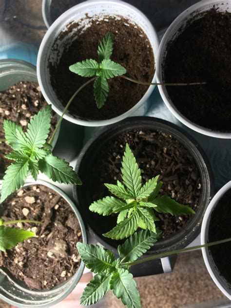 I think the unknowns had some last year and this year, they may have to leave. Seedlings with light green leaves | Grasscity Forums - The ...