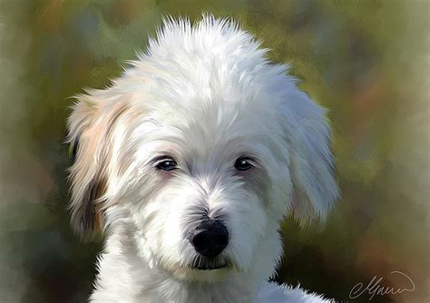White Terrier Dog Portrait Painting By Michael Greenaway