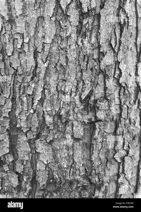 Close Up Photo Of Tree Bark Texture Stock Photo Alamy