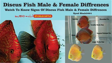 Discus Fish Characteristics Care Varieties And More
