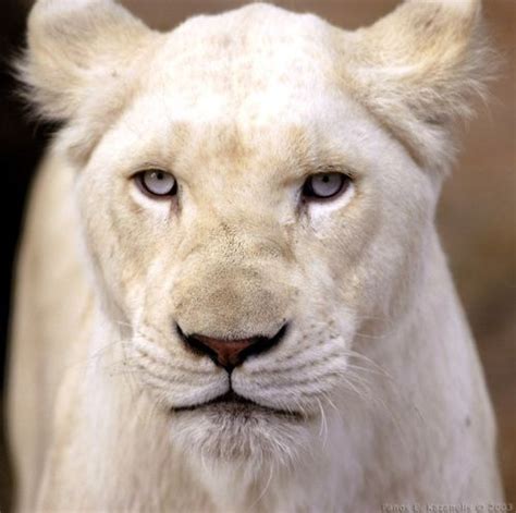 Lioness By Antoinette Lion Pictures Albino Animals Animals Beautiful