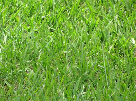 The 5 Best Grass Types For Tallahassee Fl Lawns
