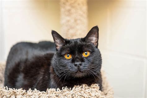 The need for a definitive joint there were 37 cats up for adoption; What You Should Know About Declawing Cats | SPCA of ...