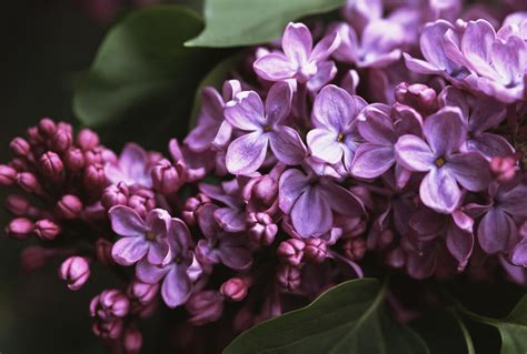 Growing The Common Lilac In The Home Garden