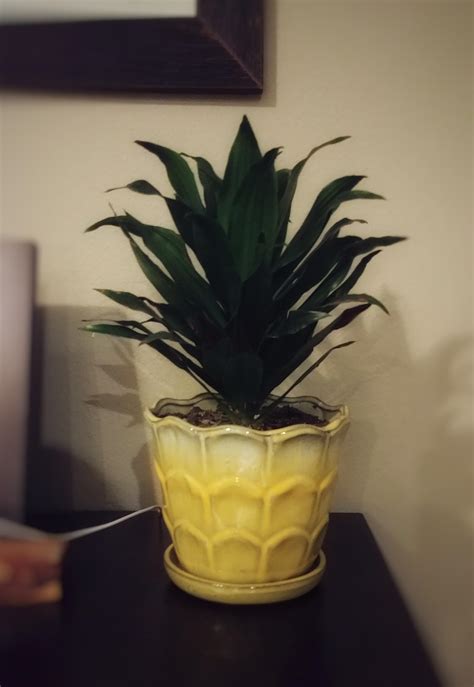 Dracaena Compacta Or A Pineapple Rhouseplants