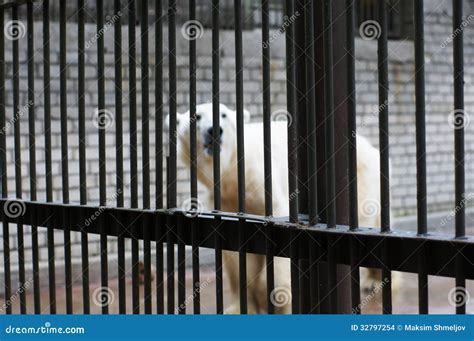 A Sad And Lonely Polar Bear In A Cage Stock Photo Image Of Group