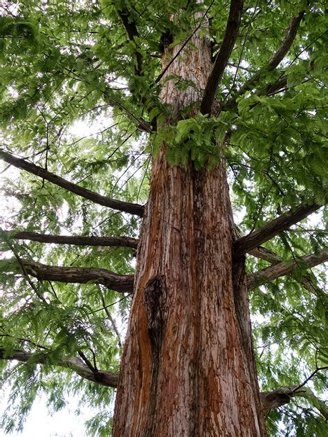 Tree Of The Month Dawn Redwood Reforest London