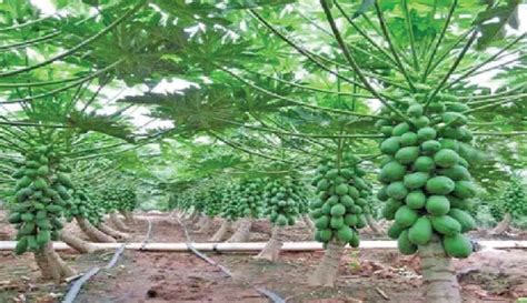 Papaya Farming Methods For Beginners Pdf