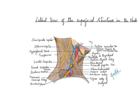 Lateral View Of Superficial Structures Of The Neck Anatomy