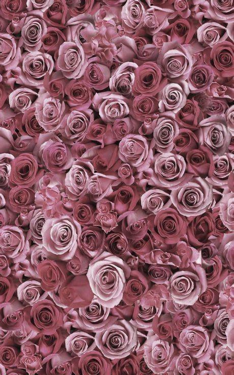 Marsala Beautiful Pink Roses Rose Wallpaper Pink Wallpaper Iphone