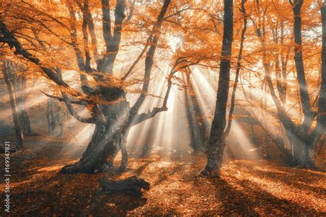 Magical Autumn Forest With Sun Rays In The Evening Trees In Fog Colorful Landscape With Foggy