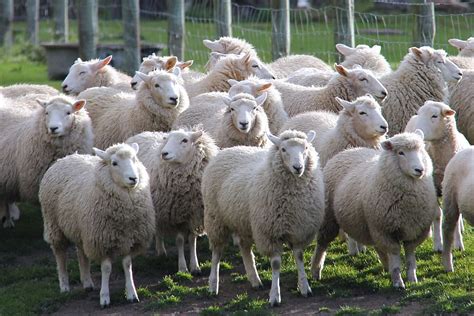 Hd Wallpaper Herd Sheep Lamb Walter Peak Farm Autumn Travel
