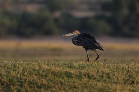 2022 Botswana Birding Wildlife And Safari Tour Naturalist Journeys