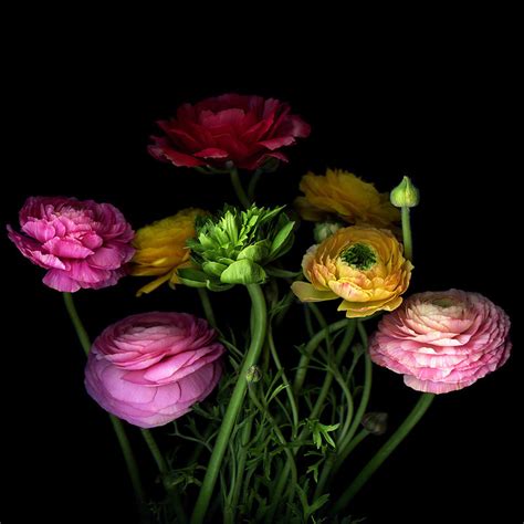 Oddfuttos When The Photos Speak Art Photography Stunning Flowers