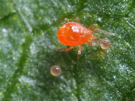 Spider Mite Infestations On The Rise In Droughty Areas Proag