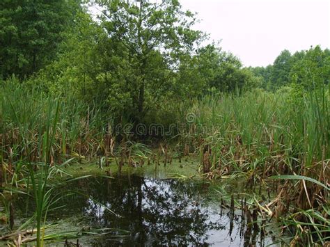 A Swamp In A Temperate Climate Zone At Early Summer Stock Photo