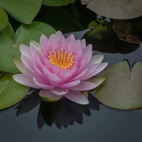 Water Lily Also Called Lotus Flower Photograph By Michael Sedam Pixels