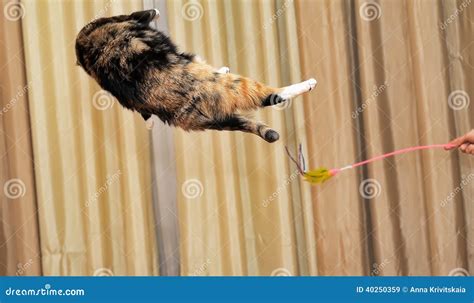 High Jumping Cat Stock Image Image Of Foreground Animal 40250359
