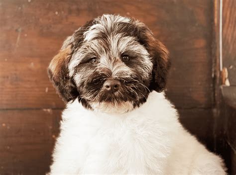 Generations Schnoodles - Teddy Bear Golden Doodles