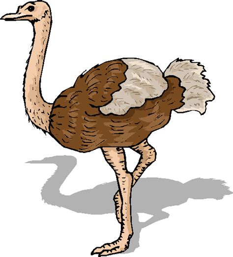 Free Ostrich Cliparts Download Free Ostrich Cliparts Png Images Free