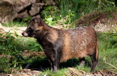 Raccoon Dog Nyctereutes Procyonoides Our Wild World