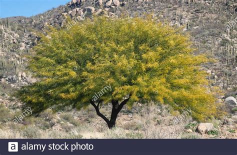 Texas Honey Mesquite Tree In A Landscape Stock Photo Alamy