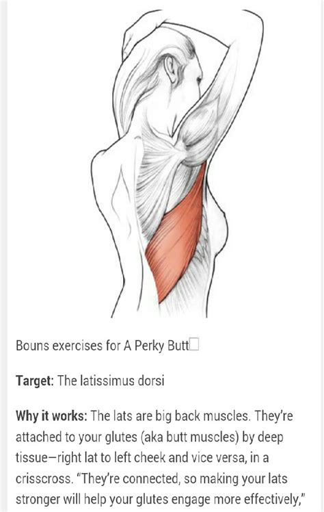 The 3 Best Butt Transformation Exercises For A Round Perky Butt In 4 Weeks Tipit Musely