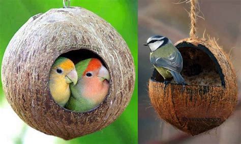 There's a bird in the house! is not a phrase generally uttered in a tranquil tone. How to make bird house using Coconut Shell? - Save Our Green