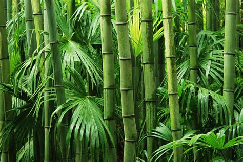 100 Bamboo Pictures Download Free Images And Stock Photos On Unsplash