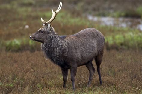 Sika Deer Facts Information Hd Pictures And All Details