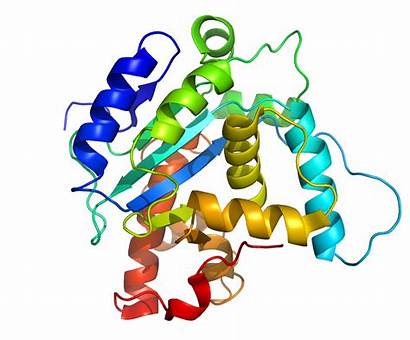 Structure Protein Biology Ms Site Proteins Function