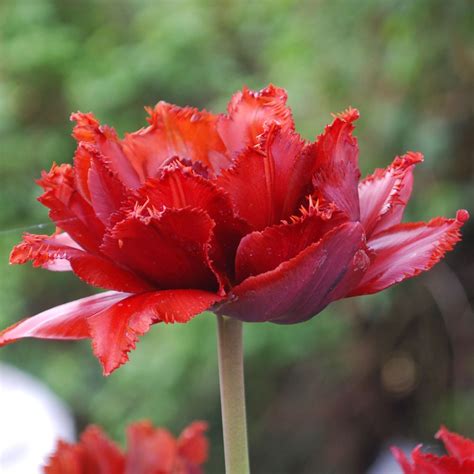 Tulipa Maroon Rose Cottage Plants
